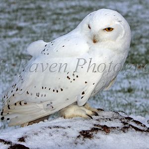 Avalanche - Male Snowy Owl