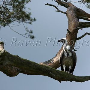 Grim - Female White-Back Griffin Vulture