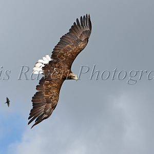 Mully - Male White-Tailed Sea Eagle