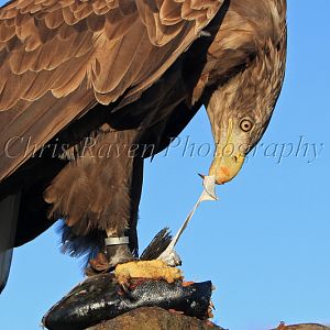 Mully - Male White-Tailed Sea Eagle