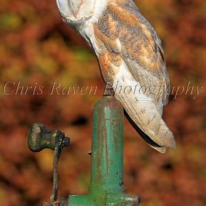 Spike - Male Barn Owl