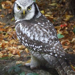 Hawk Owl
