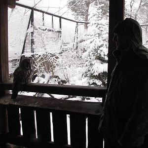 Great Grey Owl at Skansen