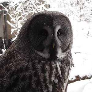 Great Grey Owl at Skansen