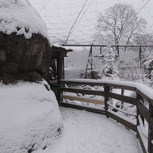 Walk through owl aviary at Skansen