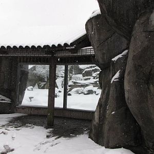 Bear viewing area at Skansen