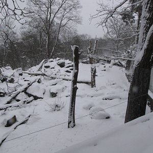 Bear enclosure at Skansen