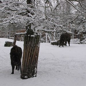 European bison at Skansen
