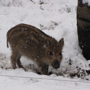 Wild boar piglet at Skansen