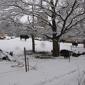 Wild boar and european bison at Skansen