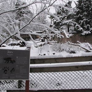 Wolverine enclosure at Skansen