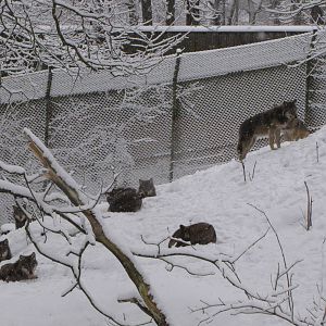Wolves enclosure at Skansen