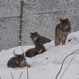 Wolves at Skansen