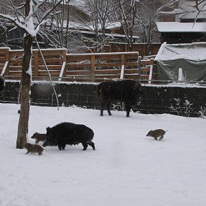 European bison and wild boar at Skansen