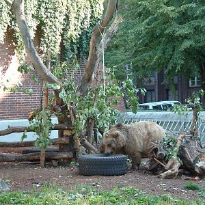 Berlin's three brown bears
