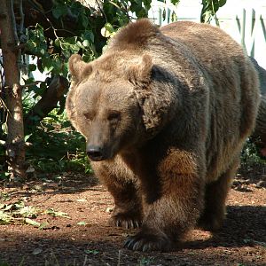 Berlin's three brown bears