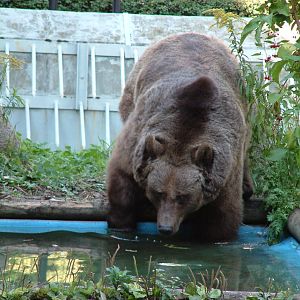 Berlin's three brown bears