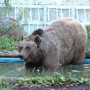 Berlin's three brown bears