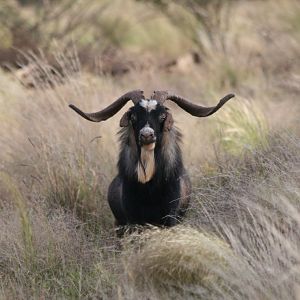 Feral Goat