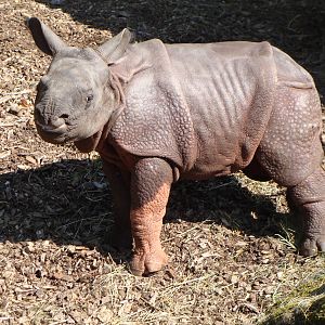 Indian rhino baby seto paitala