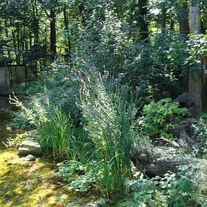 Yellow-throated Marten exhibit