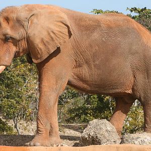 African elephant; Miami MetroZoo; February 2009