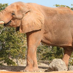 African elephant; Miami MetroZoo; February 2009