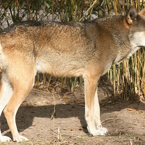 Red wolf; Jacksonville Zoo; February 2009