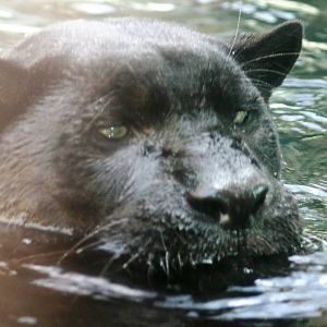 Melanistic jaguar swimming; Jacksonville Zoo; February 2009