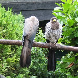 Pair of Western Grey Plaintain Eaters
