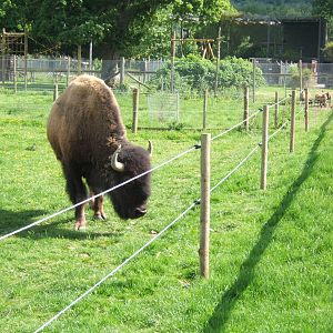 Trotters Animal World