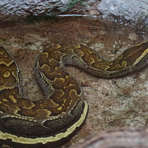 African Rock Python @ Dudley; 13.06.09