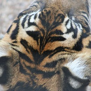 Sumatran Tiger @ Dudley; 13.06.09