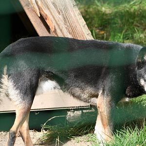 New Guinea Singing Dog @ Tierpark Berlin; 06.09.07