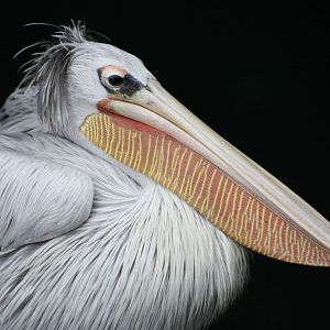 Pink-Backed Pelican @ Tierpark Berlin; 06.09.07