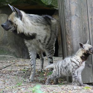 Striped Hyena and pup @ Tierpark Berlin; 06.09.07