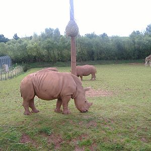 White rhinos and giraffes at South Lakes Wild Animal Park, 23 September 200