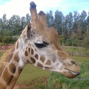 Giraffe at South Lakes Wild Animal Park, 23 September 2009