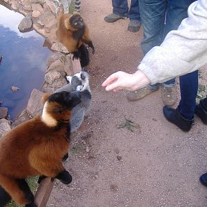 Ring-tailed and red-ruffed lemurs at South Lakes Wild Animal Park, 23 Septe