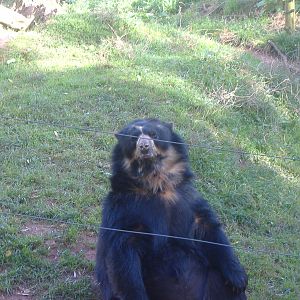 Snoopy the male Andean (spectacled) bear at South Lakes Wild Animal Park, 2