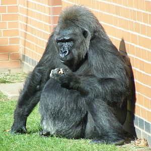 Biddy the gorilla at Twycross Zoo, 25 September 2009