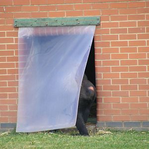 Matadi the gorilla at Twycross Zoo, 25 September 2009