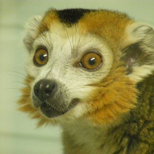 Crowned lemur at Twycross Zoo, 25 September 2009