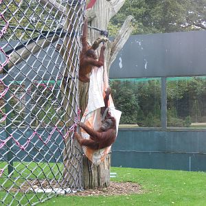 Miri and Maliku the orangutans at Twycross Zoo, 25 September 2009