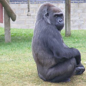 Asante the gorilla at Twycross Zoo, 25 September 2009