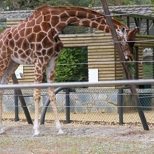 Keisha the giraffe at Twycross Zoo, 25 September 2009