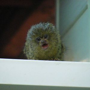 Pygmy marmoset baby at Twycross Zoo, 25 September 2009