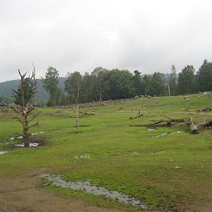 Borås Zoo - Savannah