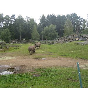 Borås Zoo - Rhino/cheetah exhibit