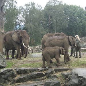Borås Zoo - Elephants